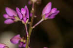 Scalloped milkwort